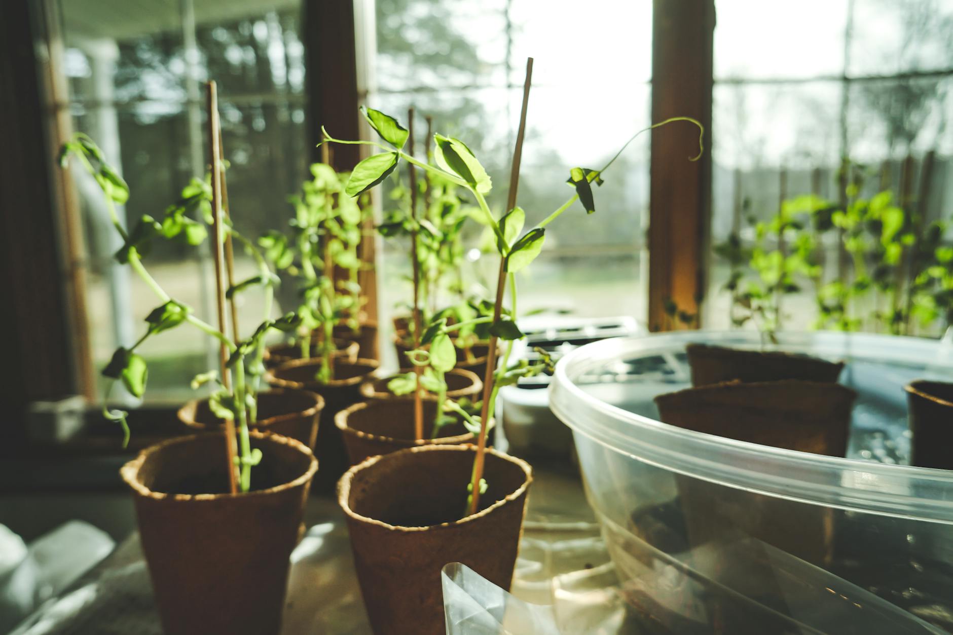 potted green leaf plants